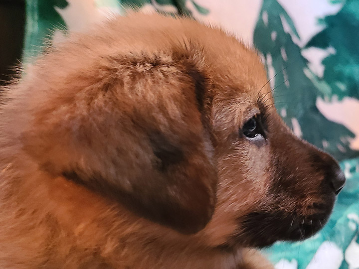 chinook puppy